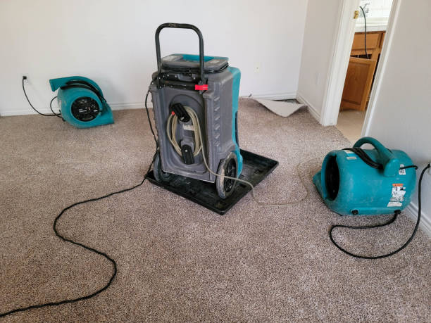 Best Local water damage restoration  in Mount Dora, FL
